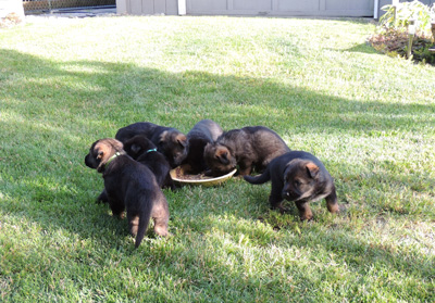 Ester Aron pups finishing meal 4 wks