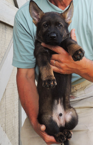 Ester Aron blk sable male lime collar 7.5 wks