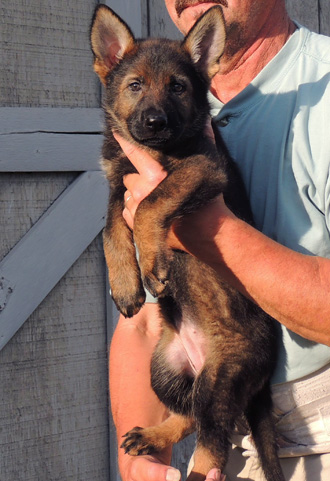 Ester Aron pink collar blk sable fe 7.5 wks