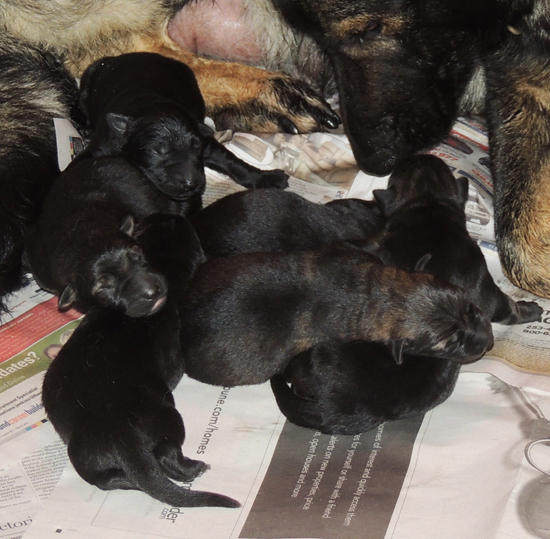Ester Aron O litter 2 days old