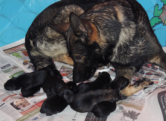 Ester Aron O Litter 2 days old1