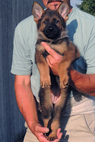 Ester Aron purple collar blk sable female 7.5 wks