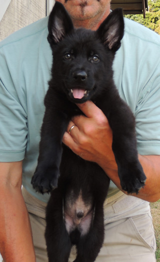 Ester Aron Blk male turquoise collar 7.5 wks