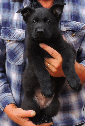 Ester Grim W Litter Black male