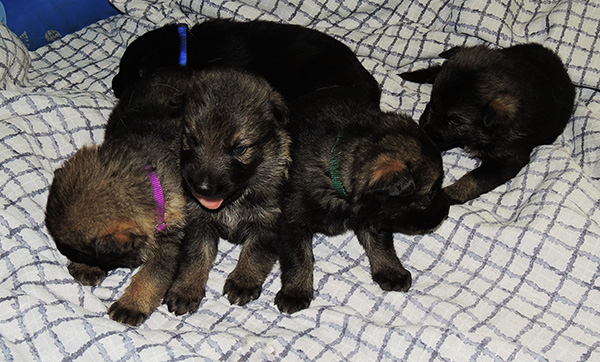 Ester Grim W Litter 19 days 1