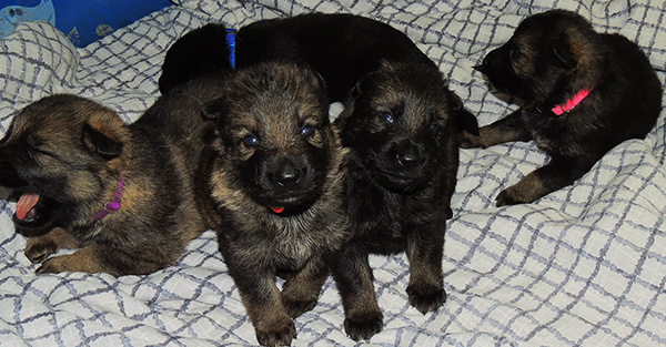 Ester Grim W Litter 19 days 3