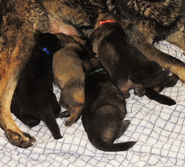 Ester Grim W Litter 19 days 4