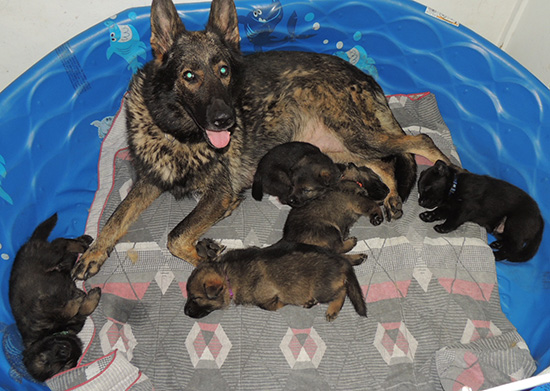 Ester Grim W Litter 24 days 2