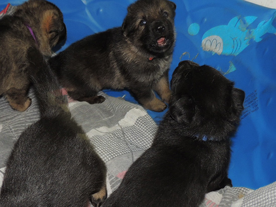 Ester Grim W Litter 24 days 3