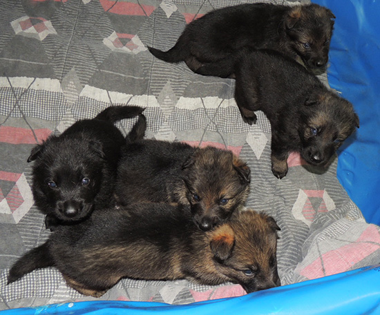 Ester Grim W Litter 24 days 1