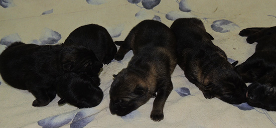 Ester Grim W LItter 3 days 1