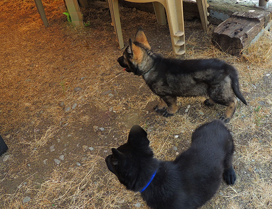 Ester Boys in training shed