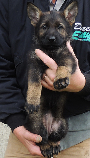 Lux x Ester X Litter Purple collar female 7.5 wks