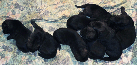 Ester Lux Litter 2 wks old