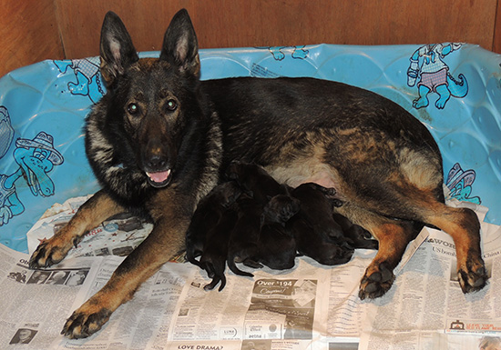 Ester with X Litter Newborn