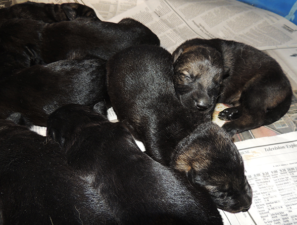 Etta Gero J Litter 11 days 2