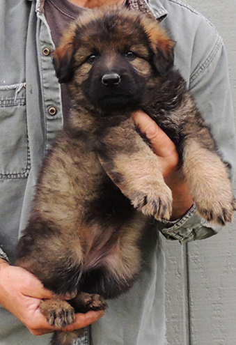 Etta Gero J Litter LC Sable female 6.5 wks