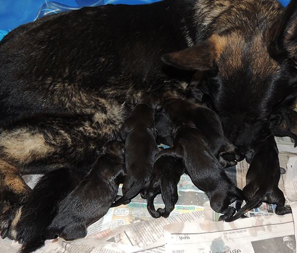 Etta Gero J Litter Newborns 3