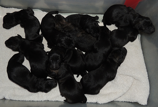 Etta Gero J Litter Newborns