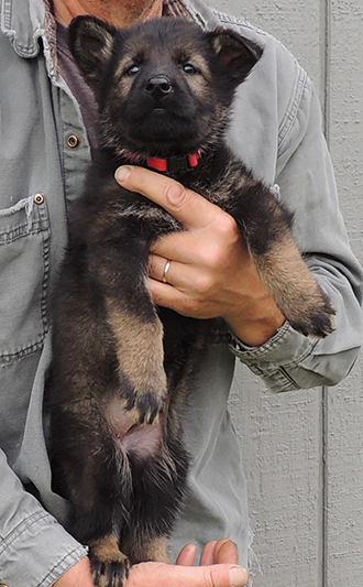 Etta Gero J Litter red collar blk sable female 6.5 wks