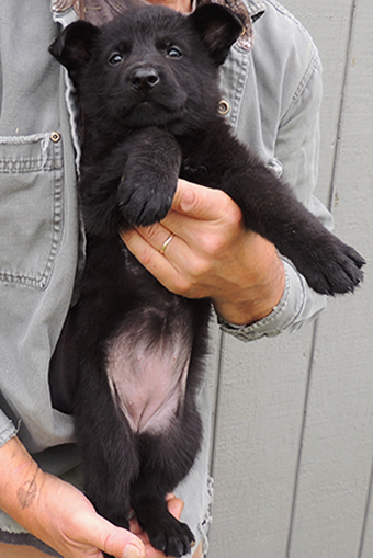 Etta Gero J Litter Orange collar blk female 6.5 wks