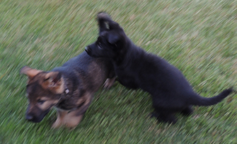 Etta Gero Rainbow collar blk sable and blk male