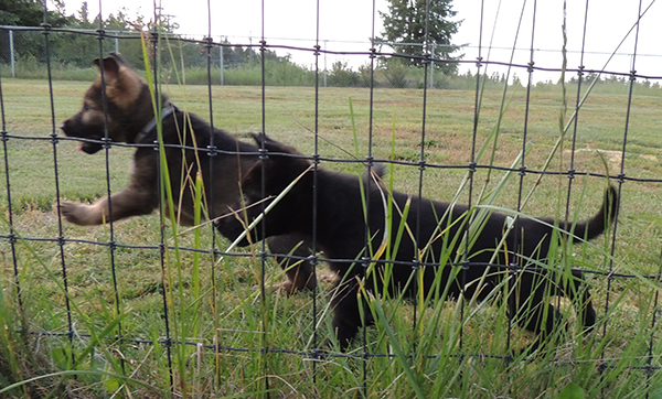 Etta Gero Rainbow collar blk sable and blk male