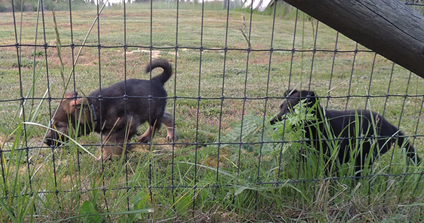 Etta Gero rainbow collar blk sable and blk males