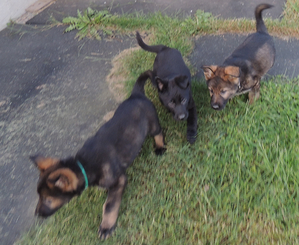 Etta Gero rainbow collar sable, black male and turquoise