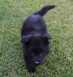 Etta Gero blk LC male 3