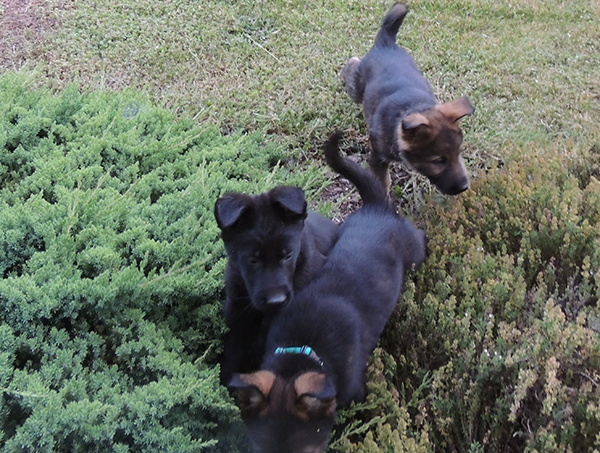 Black male Turquoise blk sable, rainbow dark sable