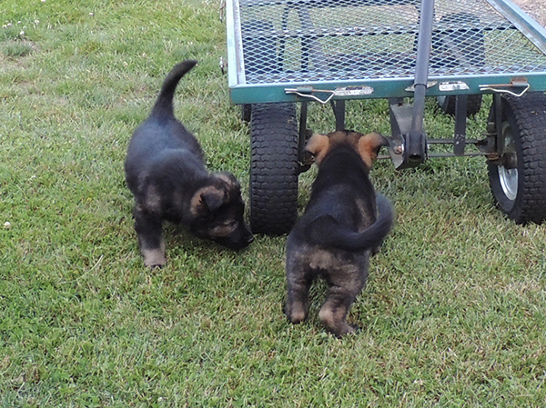 Etta aGero green collar blk sable LC and blk collar blk sable male