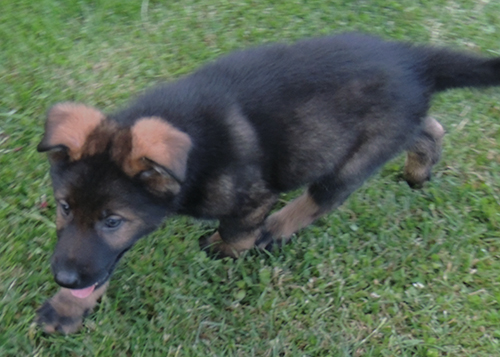 Etta Gero red collar blk sable male1