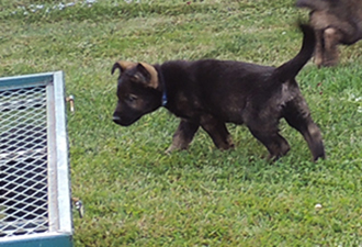 Etta Gero Royal Blue collar male 7.5 wks