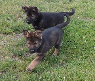 Etta Gero Royal blue collar blk sable and green collar dark sable male