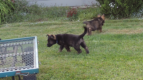 Etta Gero royal blue blk ksable and green collar dark sable