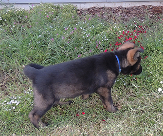 Etta Gero Royal Blue collar blk sable male