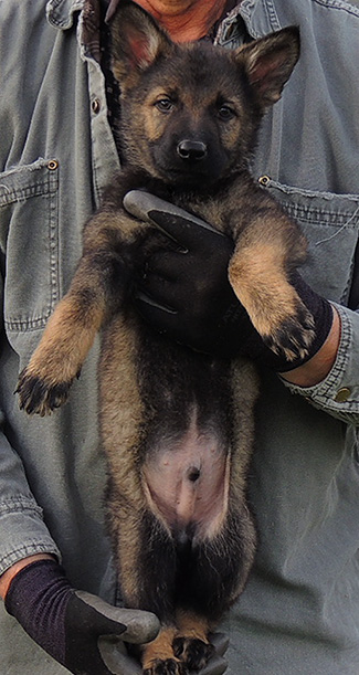 Etta Grim Lt Blue collar male