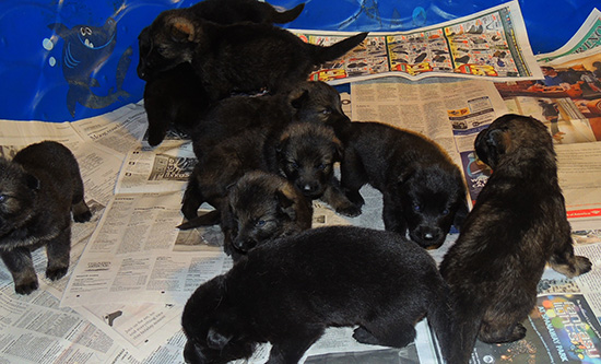 Etta Grim S Litter 3 wks 1