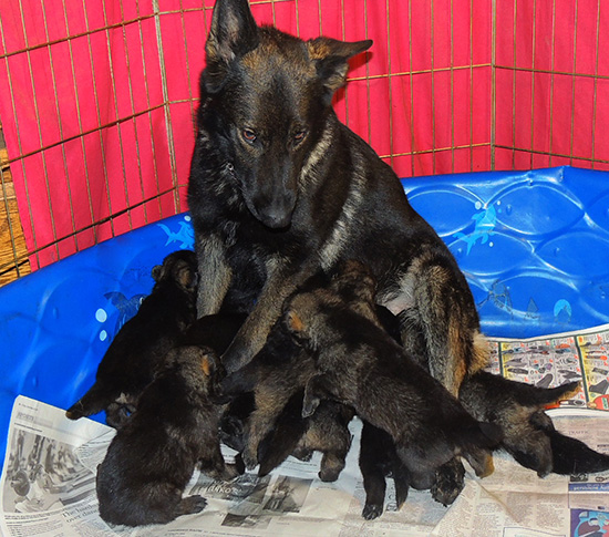 Etta Grim S Litter 3 wks 4