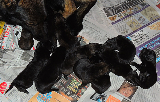 Etta Grim S Litter 4 days old 2