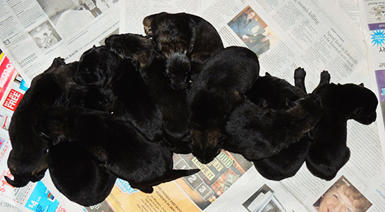 Etta Grim S Litter 4 days 2