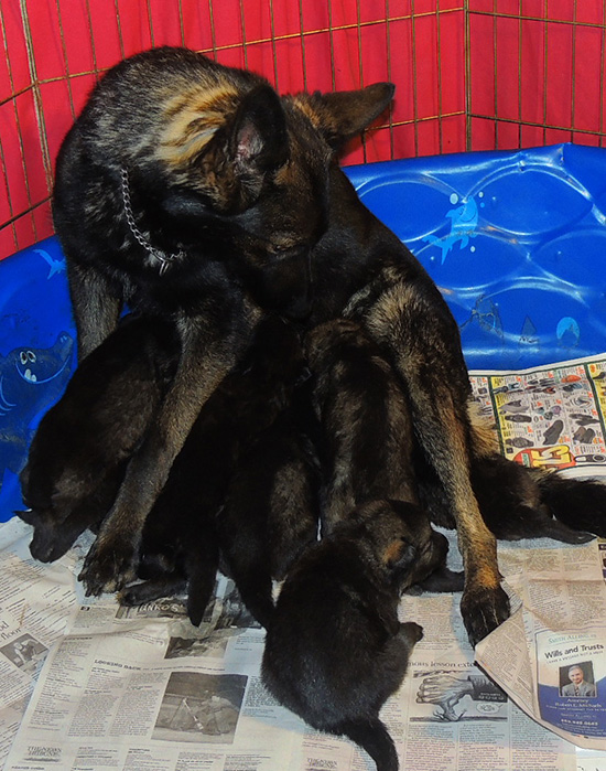 Etta Grim S Litter 3 wks 3