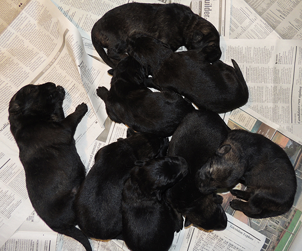 Etta Gero J Litter 11 days 3