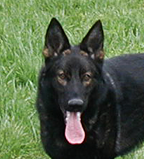 Etta head 2 at 17.5 mos