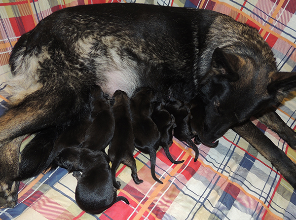 Etta Gero J Litter pups 24 hrs old