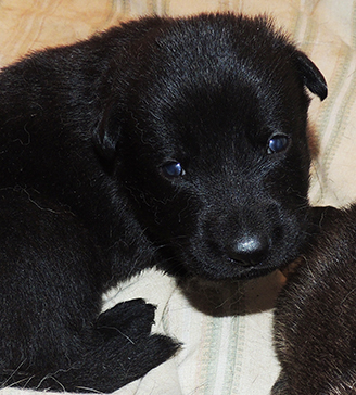 Biehla Gerry Male at 18 days old