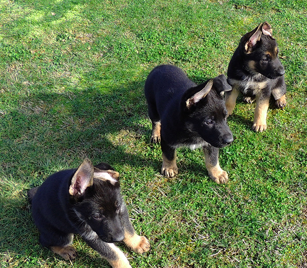 Bara Gerry F Litter 6 wks 1