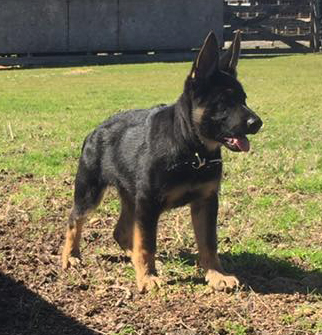 F Litter Bara x Gerry pink femle 12 weeks