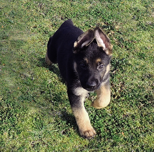 F Litter black collar male 6.5 wks